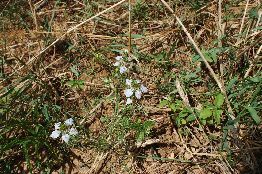 094_Nigella arvensis